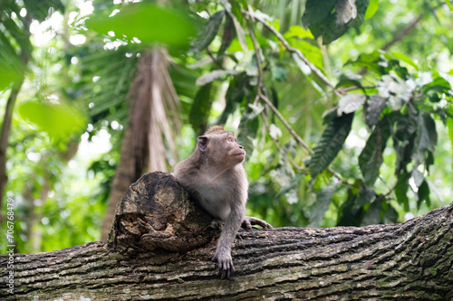 Monkey on a branch in the middle of the jungle. Monkey Forest, Ubud, Bali