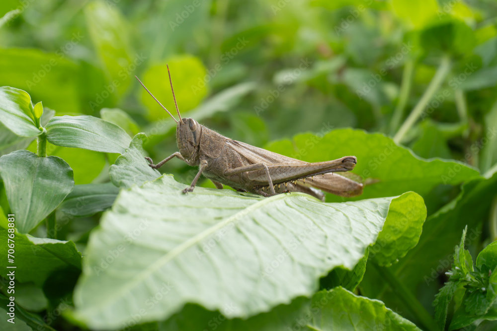 Fototapeta premium Saltamontes cafe sobre una hoja