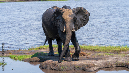 Elephant enjoying a mud bath  Chobe National Park  Botswana