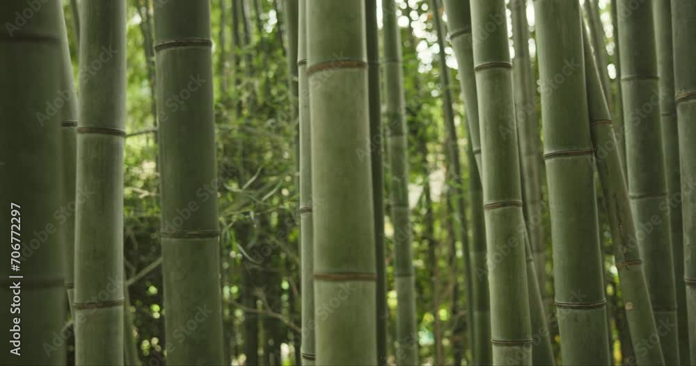 Closeup, bamboo trees and sunshine with green in nature, Japanese jungle or garden with leaves. Environment, landscape in Japan with greenery, foliage and reed plant in natural background or location Closeup, bamboo trees and sunshine with green in nature, Japanese jungle or garden with leaves. Environment, landscape in Japan with greenery, foliage and reed plant in natural background or location