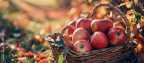 Organic ripe fruit in baske...
