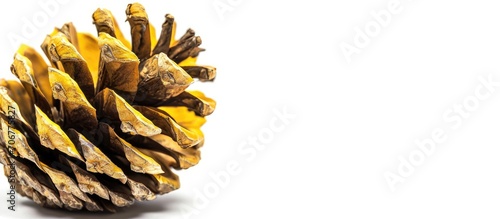 Pine cone on conifer leaves...