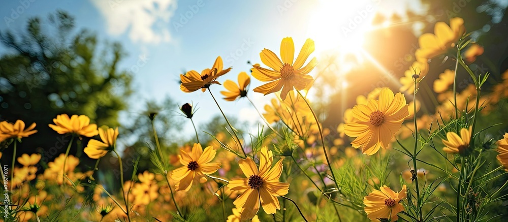 Sun facing flowers the yellow flowers are blooming beautifully it looks very beautiful green nature around open sky shining sun around. with copy space image. Place for adding text or design