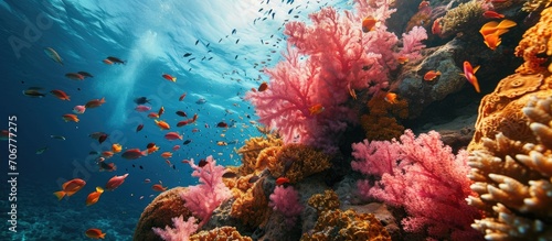 Pink and orange corals and school of swimming tropical fish Snorkeling on the colorful coral reef underwater photography Vivid healthy marine wildlife Ocean ecosystem. with copy space image photo