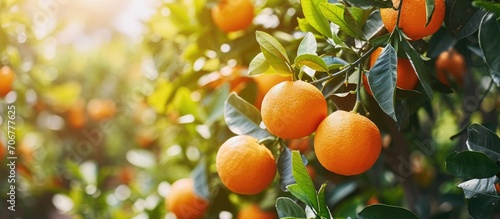Ripe oranges hanging on branch at tangerine garden. with copy space image. Place for adding text or design