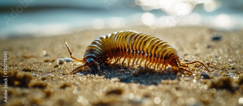 Plumed worm Diopatra cuprea cape cod beach. with copy space image. Place for adding text or design