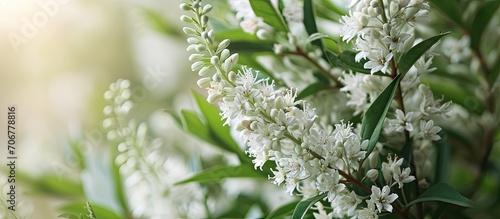 The gooseneck loosestrife Lysimachia clethroides flowering with tiny flowers grouped in terminal spikes each flower is snow white with five petals. with copy space image photo