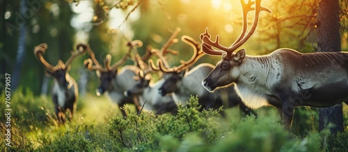 Reindeers in the forest near civilisation Wildlife not afraid of people walking around the village during early summer Reindeers in process of changing their winter fur to summer one Close up © vxnaghiyev