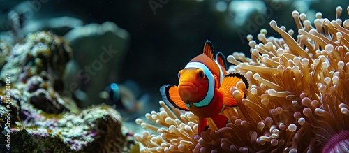 red sea clownfish with brig...