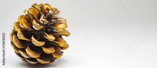 Pine cone on conifer leaves...