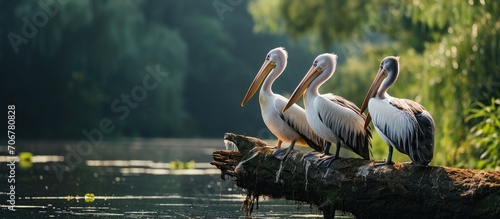 Nature in romania danube three pelicans perched on a log in a serene water habitat wildlife Delta landscape. with copy space image. Place for adding text or design photo