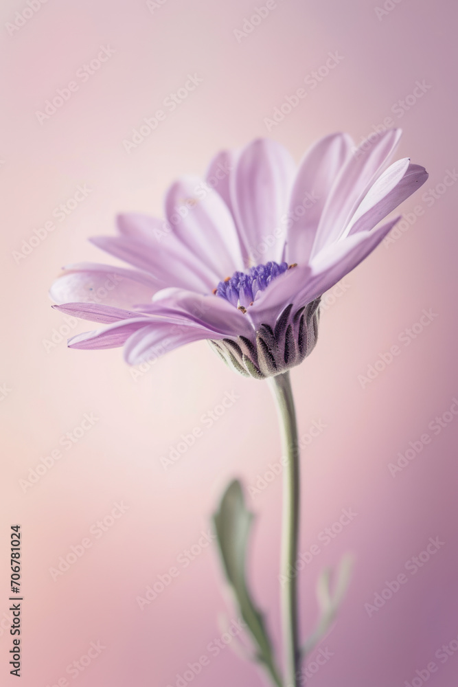 Purple daisy flower soft elegant vertical background, card template
