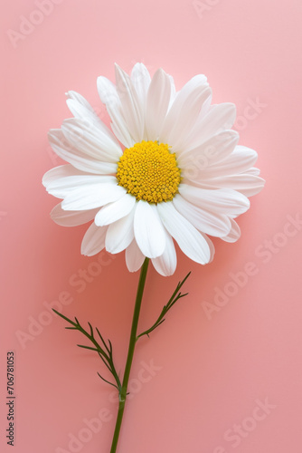 White daisy flower soft elegant vertical background, card template