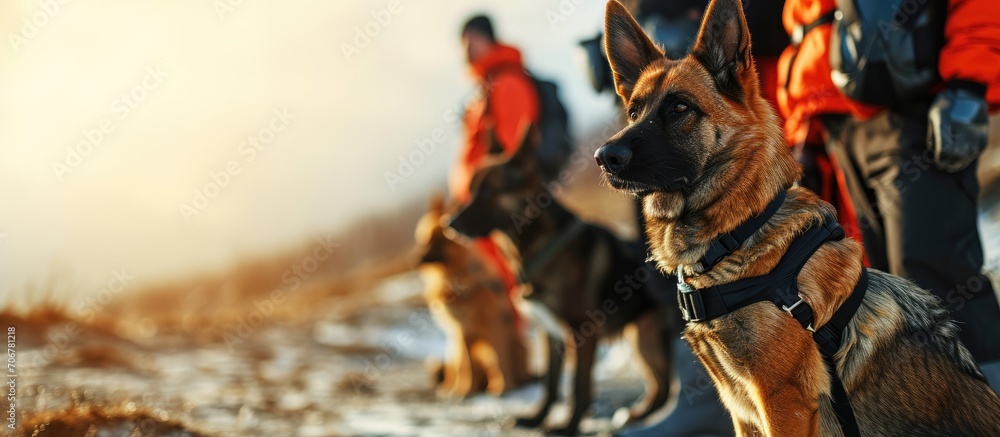 Search and rescue canine team ready for action. with copy space image. Place for adding text or design