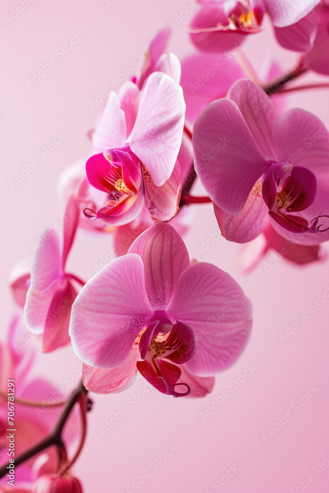 Pink Orchid flower soft elegant vertical background, card template Pink Orchid flower soft elegant vertical background, card template