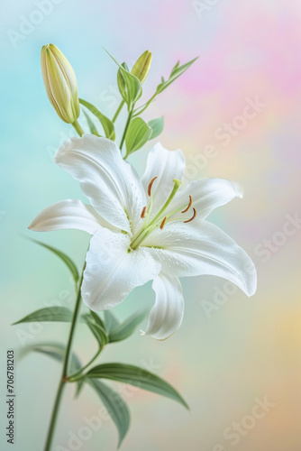 White lily flower soft elegant vertical background, card template
