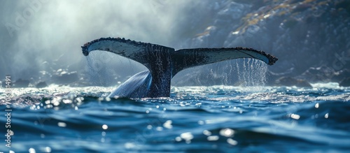 Tail of the humpback whale Megaptera novaeangliae Mexico Sea. with copy space image. Place for adding text or design
