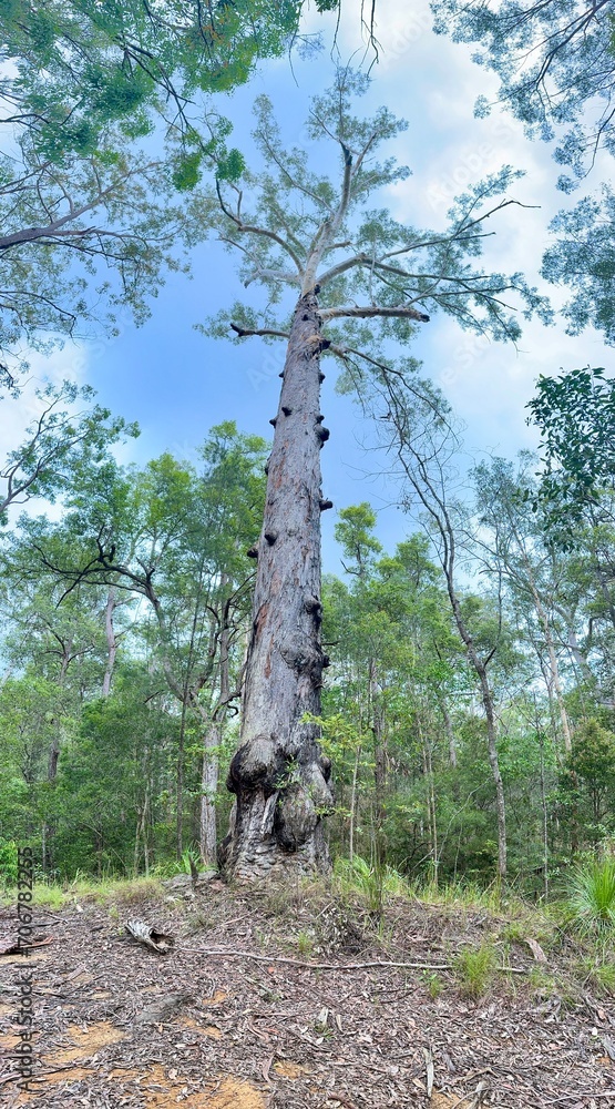 Fototapeta premium eucalyptus tree
