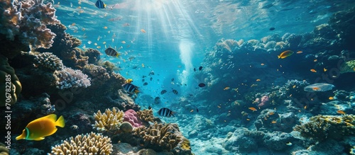 Sea Life Underwater Underwater Life Wildlife. with copy space image. Place for adding text or design © vxnaghiyev
