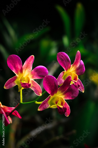 pink orchid flower bloom in the garden. Pink orchid flower has boyanical name dendrobium phalaenopsis from orchidaceae photo