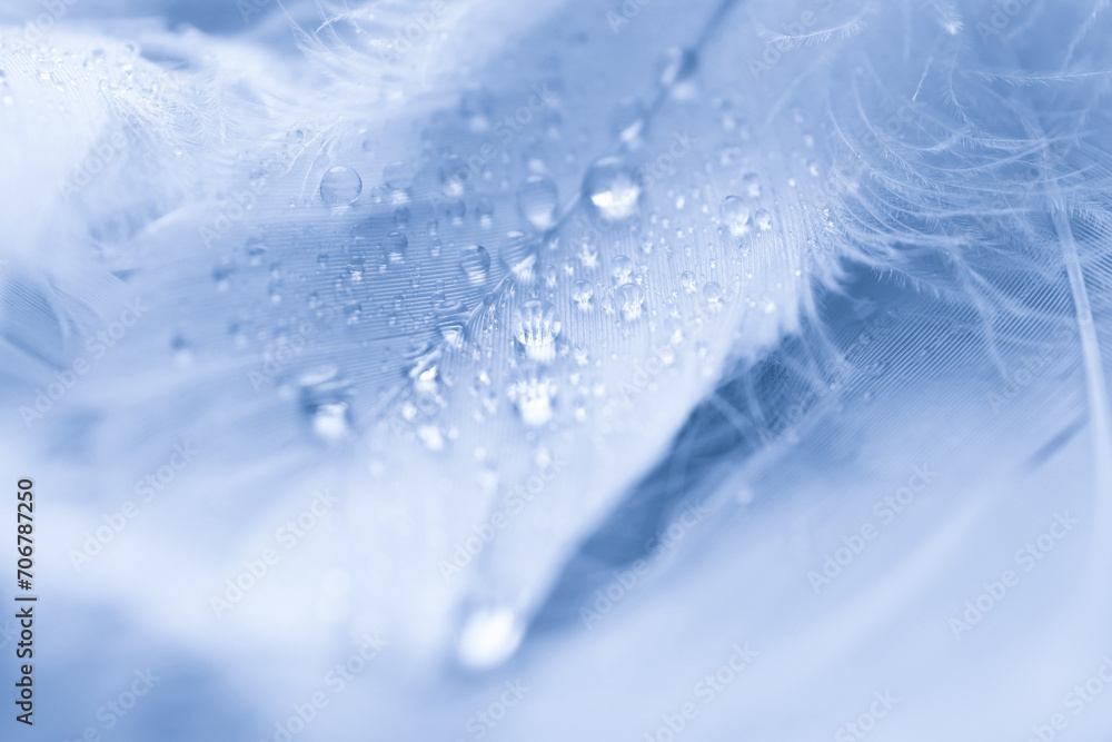 Fototapeta Fluffy blue feathers with water drops as background, closeup