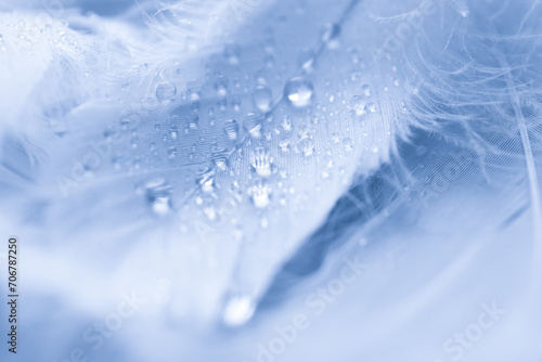 Fluffy blue feathers with water drops as background, closeup