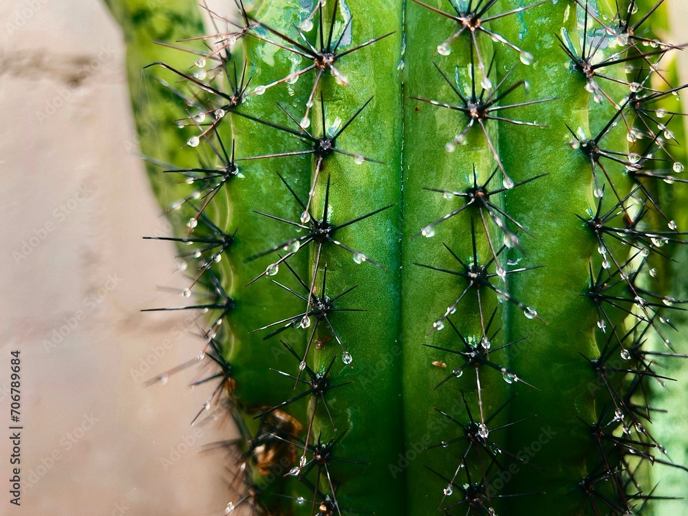 Cactus Cactus