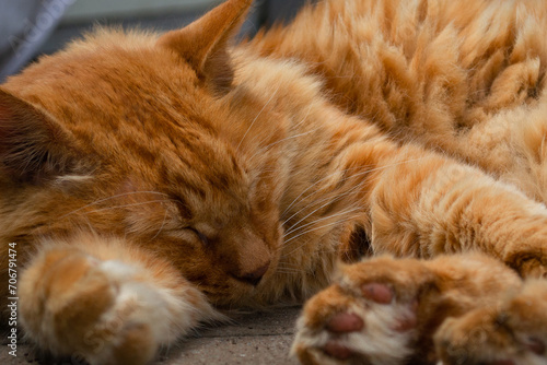 Sleeping orange cat