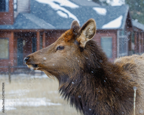 Close up view of cow elk on a snowy day