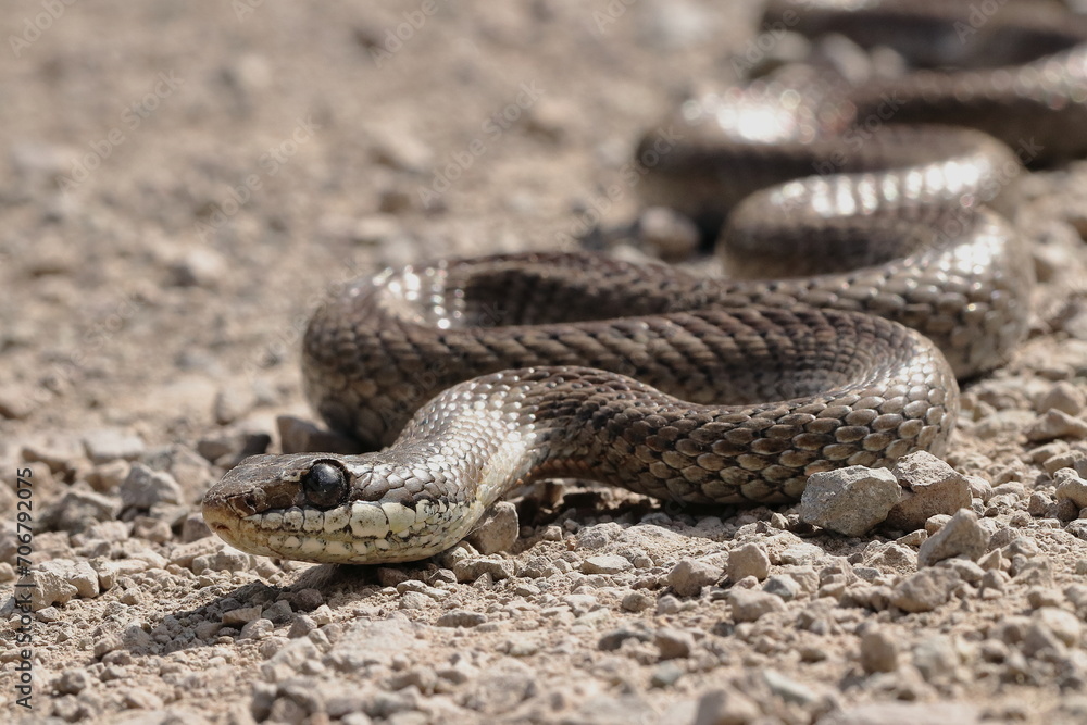 Obraz premium Culebra de cola larga (Philodryas chamissonis)