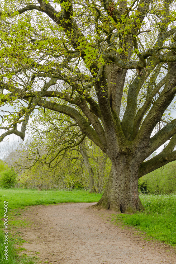 Ancient oak tree stands alongside loose surface path in rural park in England with many spreading branches