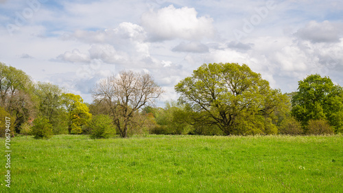 Rural field in park with ancient english trees and open green space
