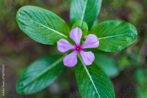 Madagascar Periwinkle flower in the garden