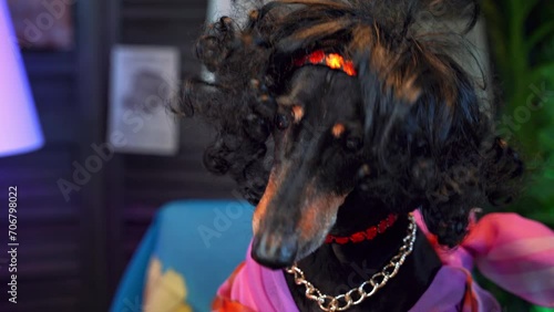 Dachshund dog in curly wig, extravagant colorful outfit nods head, greets guests at fancy dress party Bright glamorous image of spoiled pet in clothes, accessories Grooming salon, fashion for animals photo