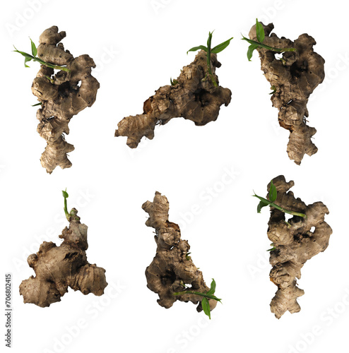 Set ginger fresh vegetable spice ginger falling. Organic fresh herbal ginger root head full length, close up texture. White background isolated freeze motion high speed shutter