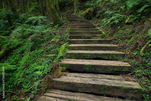 Beautiful wooden trail in the tree forest