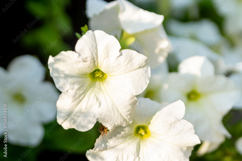 White petunias in the summer garden White petunias in the summer garden