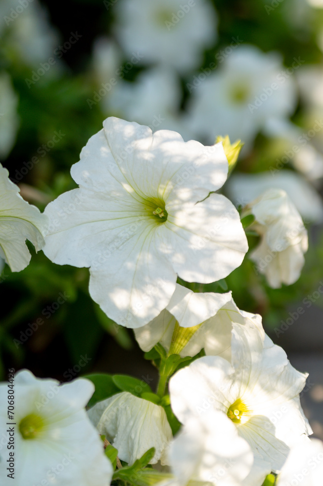 White petunias in the summer garden White petunias in the summer garden
