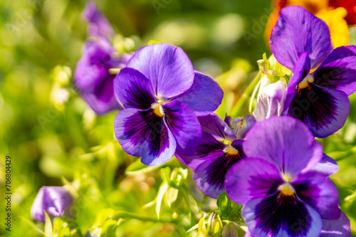 Various colorful pansies in the summer garden