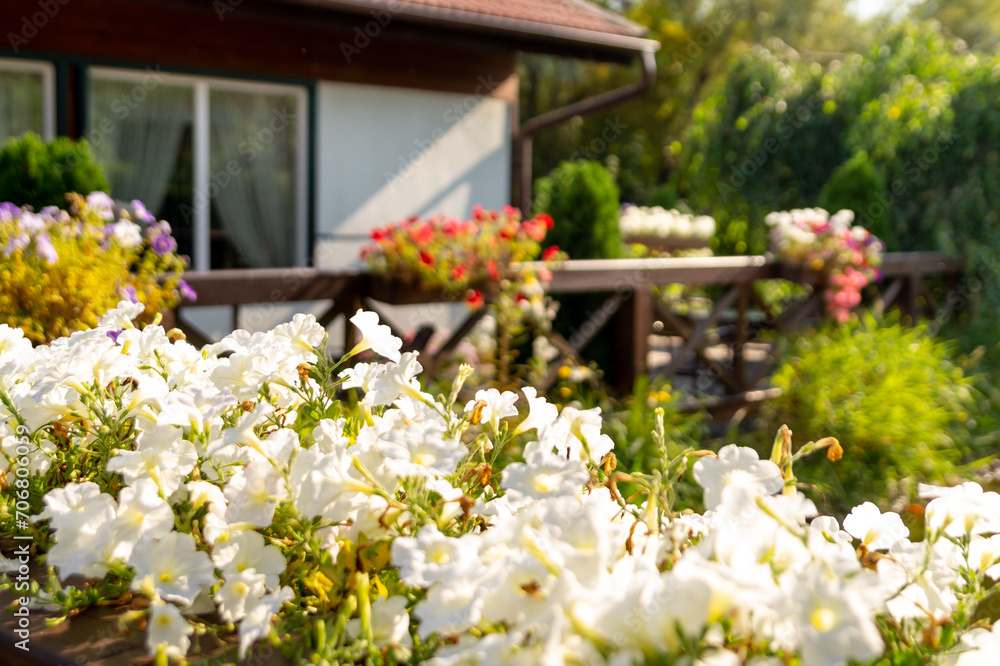 White petunias in the garden against the background of a summer house