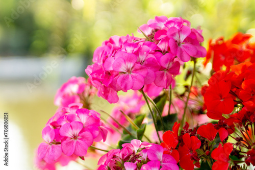 Wallpaper Mural Blooming geraniums in the summer garden Torontodigital.ca