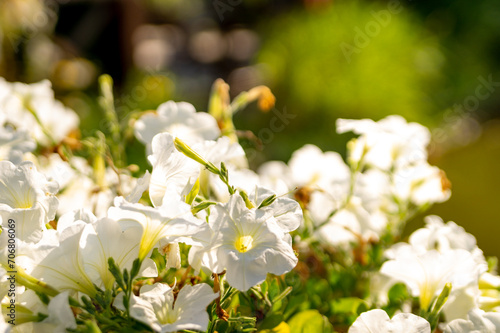 Fototapeta Naklejka Na Ścianę i Meble -  White petunias in the garden against the background of a summer house