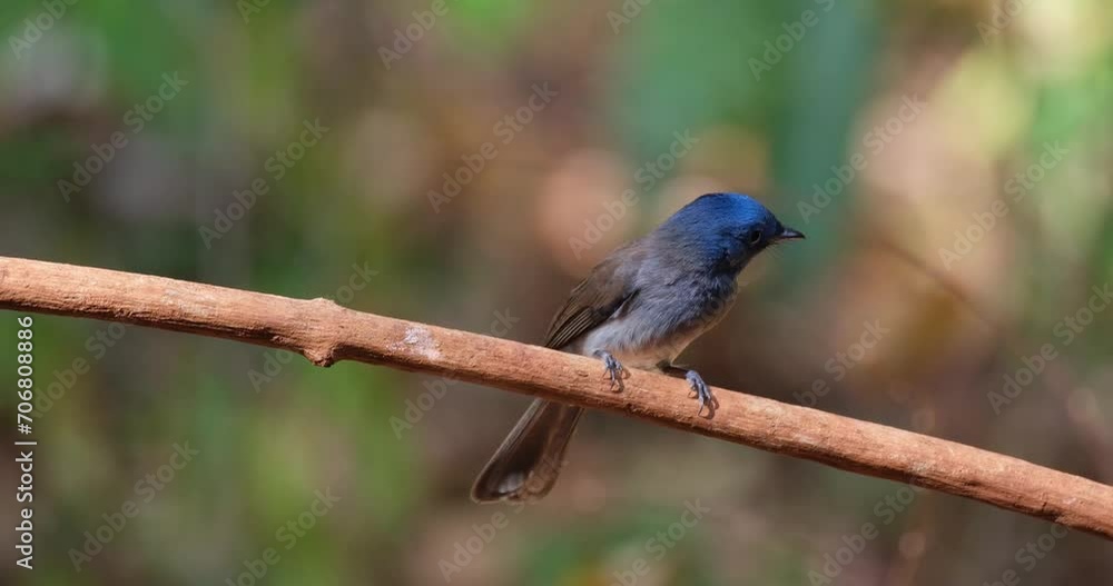 Black-naped Monarch or Black-naped Blue Flycatcher Hypothymis azurea, Thailand Black-naped Monarch or Black-naped Blue Flycatcher Hypothymis azurea, Thailand