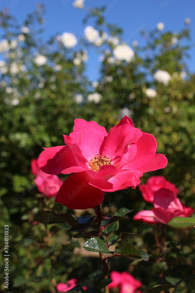 Obraz premium 赤いバラの花