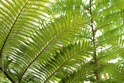シダ植物の葉