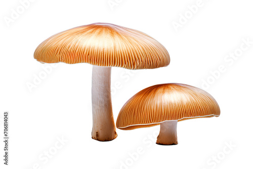 Oyster mushroom isolated on a Transparent background. Generative AI