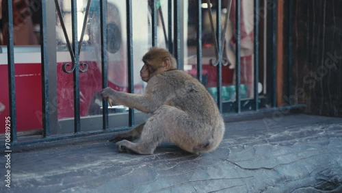 Young gibraltar ape receives a cookie