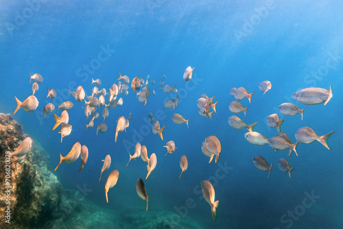 bank of fish swimming mediterranean sea beautiful underwater portrait uw close