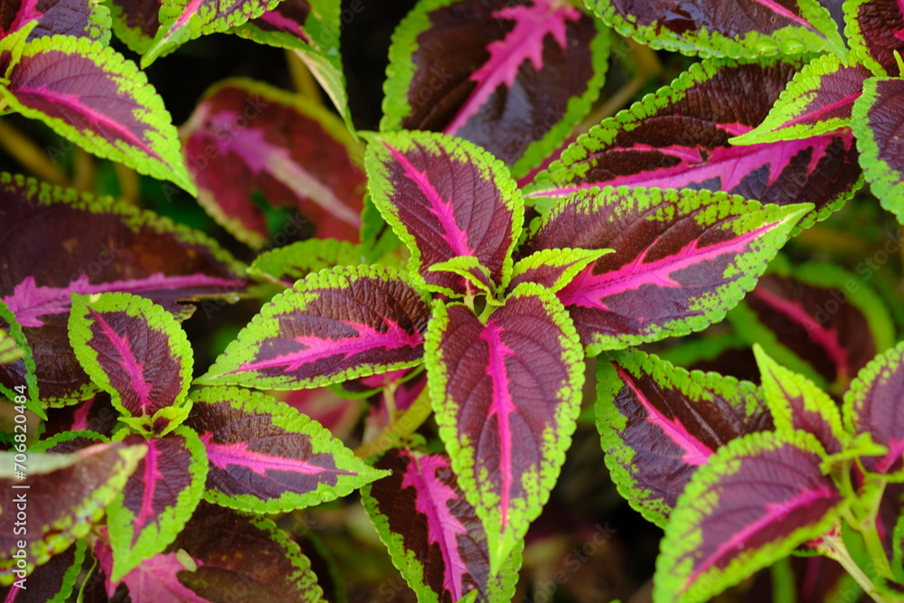 Coleus scutellarioides, commonly known as coleus, is a species of flowering plant in the family Lamiaceae, native to southeast Asia through to Australia. miana Coleus scutellarioides, commonly known as coleus, is a species of flowering plant in the family Lamiaceae, native to southeast Asia through to Australia. miana
