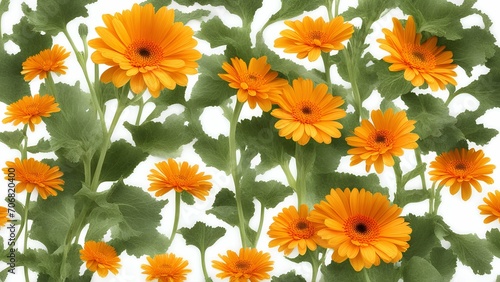 orange flowers background